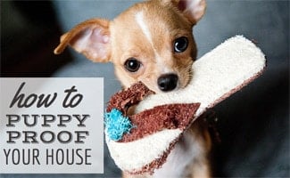 Puppy chewing on toy (Caption: How To Puppy Proof Your House)