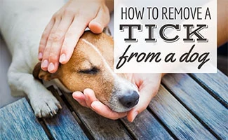 Person holding dog's head (caption: How To Remove A Tick From A Dog)