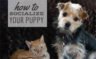 Cat and dog on bed (Caption: How To Socialize Your Puppy)