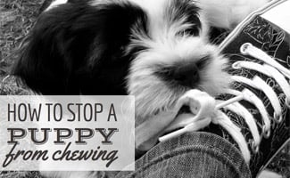 Puppy chewing on shoelace (Caption: How to Stop a Puppy From Chewing)