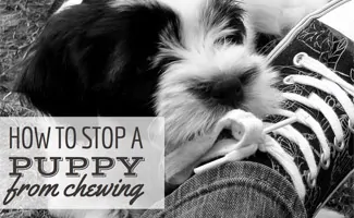 Puppy chewing on shoelace (caption: How to Stop a Puppy From Chewing)