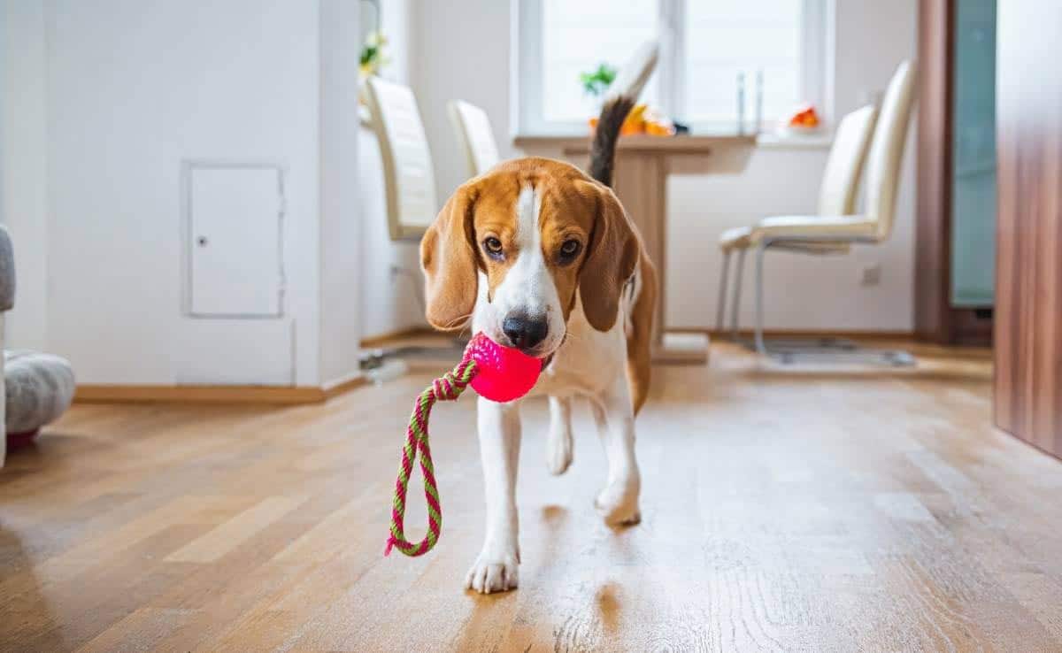 Hond Beagle die een stuk speelgoed binnenshuis in helder binnenland haalt