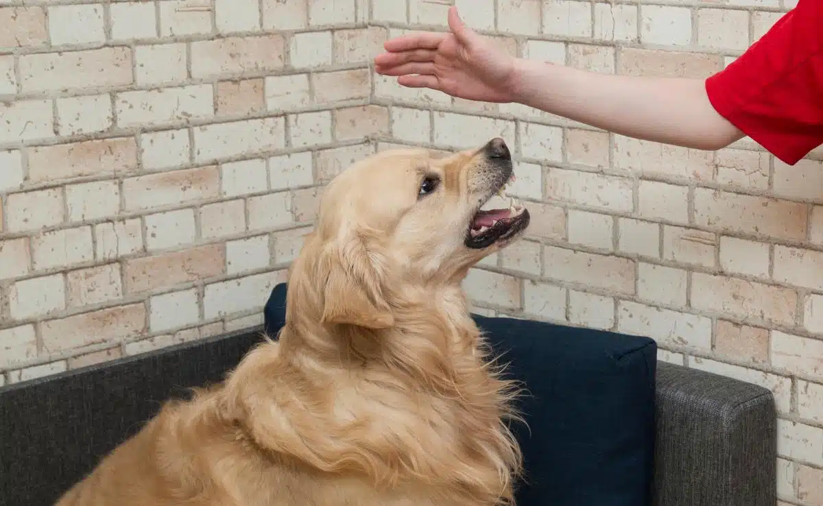 Dog growling at person with hand over them trying to train