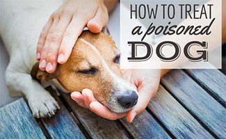 Sick dog with person's hand on snout (caption: How To Treat A Poisoned Dog)