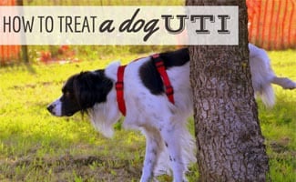 natural urinary tract infection remedies for dogs