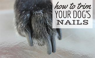 Dog's nails up close (caption:How To Trim Your Dog's Nails)