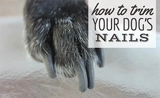 Dog's nails up close (Caption: How To Trim Your Dog's Nails)