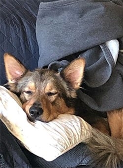 Huckleberry the dog cuddled on sofa and pillow