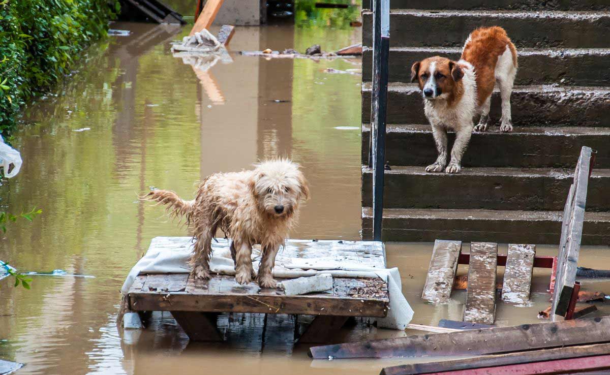 Flooding from hurricane aftermath dogs in yards animals seeking shelter form the water