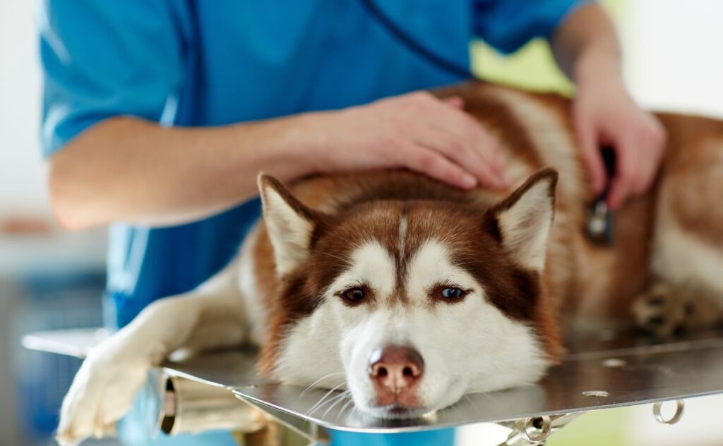 Sick Husky at vet.