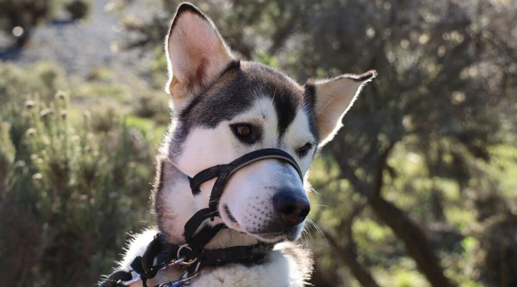 Husky Labrador Mix face up close.