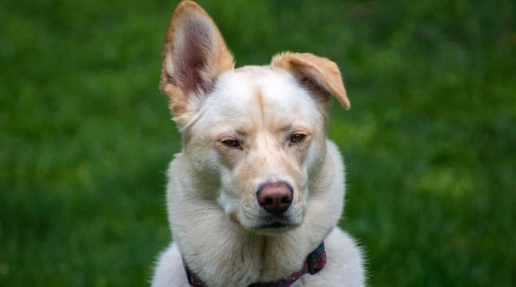 Husky Labrador Mix white with ear flopped over.