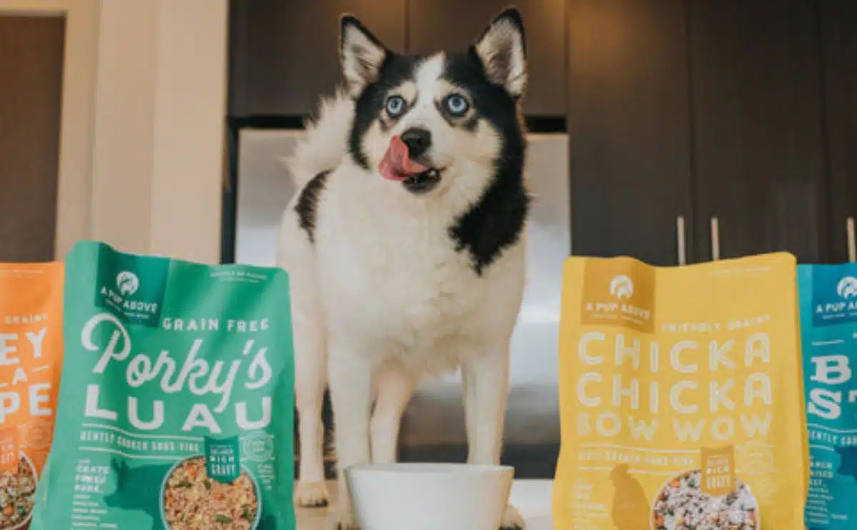 husky standing with four bags of a pup above dog food