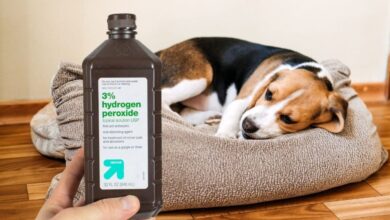 Hydrogen peroxide in front on of a sick dog in a bed.