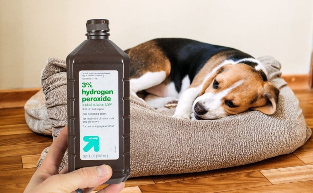 Hydrogen peroxide in front on of a sick dog in a bed.