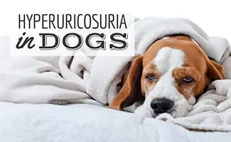 Dog sick on bed (Caption: Hyperuricosuria In Dogs)