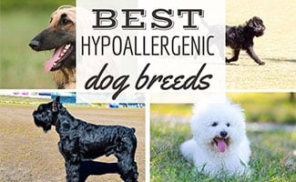 what dog breed is good for allergy sufferers