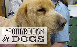 what causes high thyroid dogs