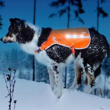 Illumiseen Reflective LED Dog Safety Vest