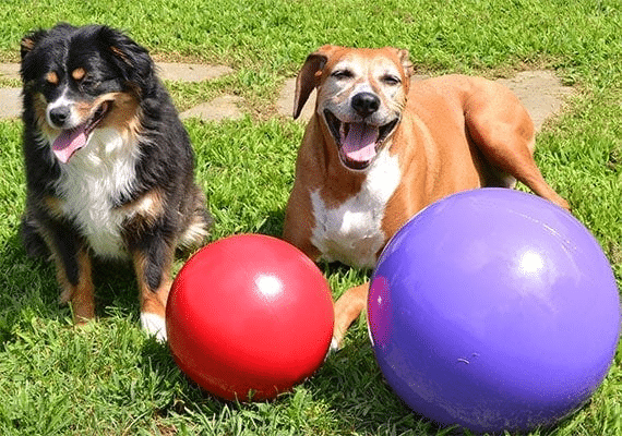 Two dogs sitting outside in the grass with two herding balls.