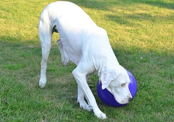 White dog with blue herding ball.