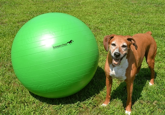 Dog standing next to green herding ball outside.