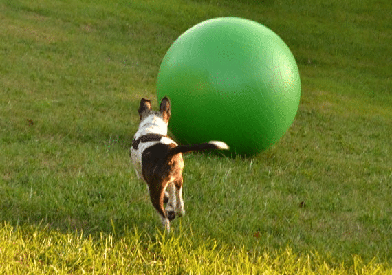 Dog running in a field with green herding ball.
