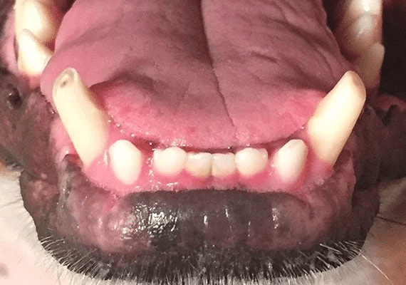 Dog mouth up close.