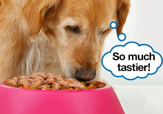 Dog with bowl of food with wet food and speech bubble that says