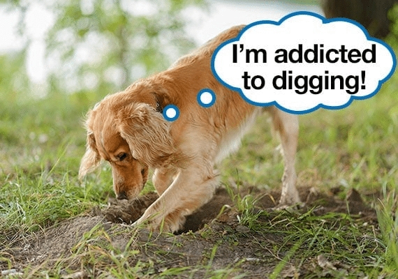 Brown dog digging a hole with speech bubble