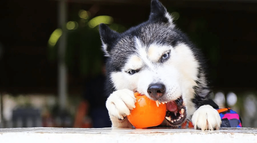Husky playing with an orange ball.