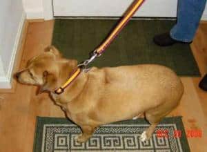 Overweight dog on leash