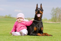 Doberman with baby on lawn