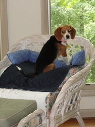 Beagle in window