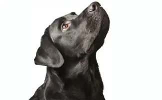 Labrador Retriever: Everyone's Favorite Family Pet - Canine Journal Labrador Retriever: Everyone's Favorite Family Pet - Canine Journal