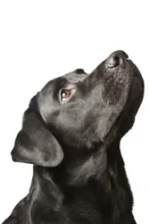 Black Lab Retriever