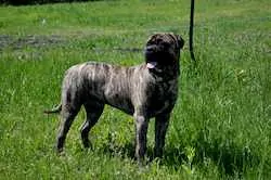 Bullmastiff