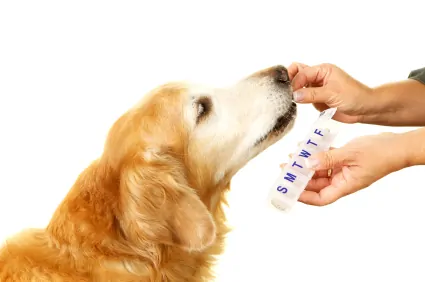 Golden dog taking pill from owner's hand