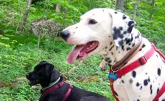 Domino and Storm Hiking in Blue Ridge Mountains NC