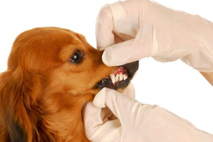 Vet holding dog's gums open