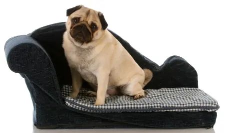 Pug sitting on sofa
