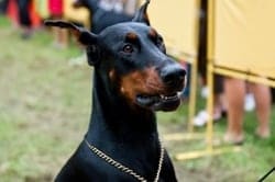 Doberman Pincher