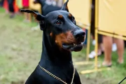 Doberman Pincher