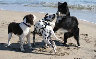 Dogs playing on the beach