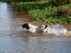 Dog swimming in pond