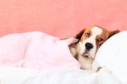 Sick dog on bed under covers 