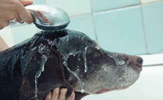 Dog taking a bath