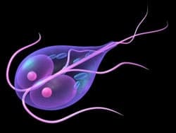 Giardia under microscope (illustration)