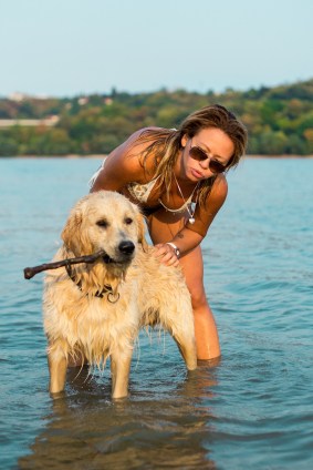 Golden Retriever playing with a stick in water with woman