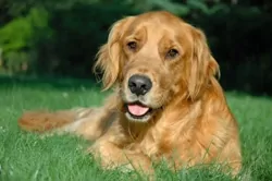 Golden Retriever in Grass